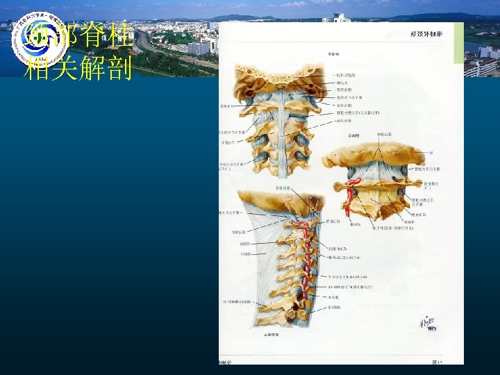 颈部脊柱 相关解剖 