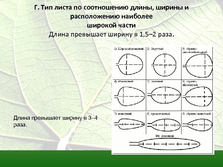 Тип листа по соотношению длины ширины. Типы листа по соотношению длины и ширины. По соотношению длины и ширины листовой пластинки и по расположению. Типы листьев по соотношению длины и ширины. Формы листовых пластинок по соотношению длины и ширины.