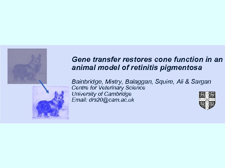 Example Gene transfer restores cone function in an animal model of retinitis pigmentosa Bainbridge,