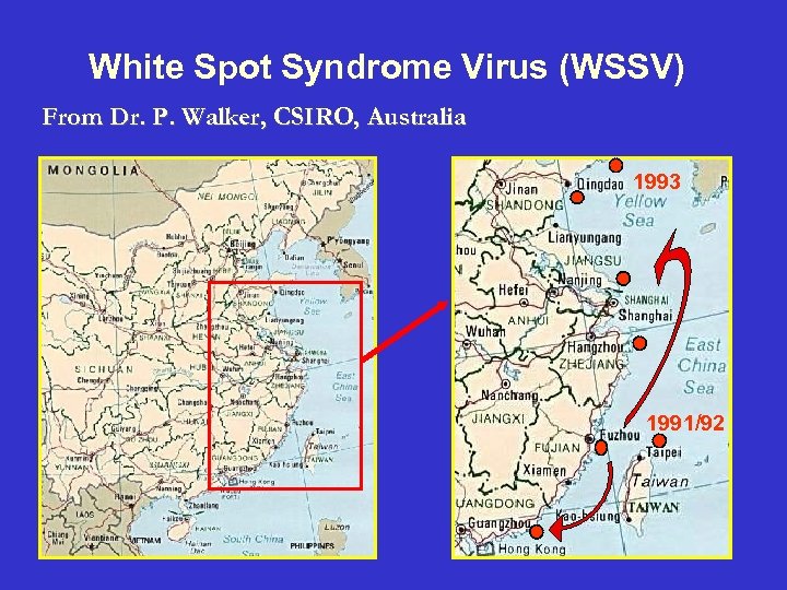 White Spot Syndrome Virus (WSSV) From Dr. P. Walker, CSIRO, Australia 1993 1991/92 16
