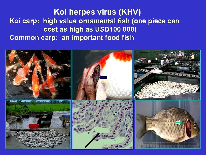 Koi herpes virus (KHV) Koi carp: high value ornamental fish (one piece can cost