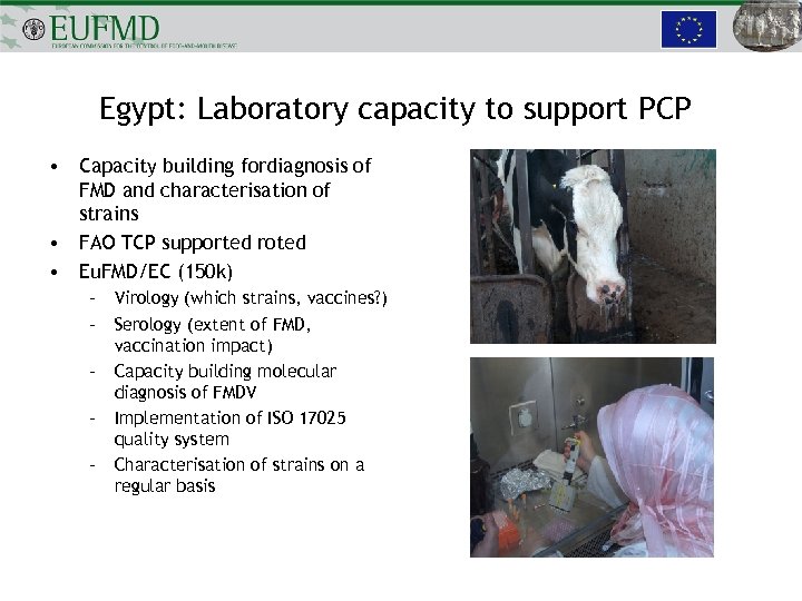 Egypt: Laboratory capacity to support PCP • Capacity building fordiagnosis of FMD and characterisation