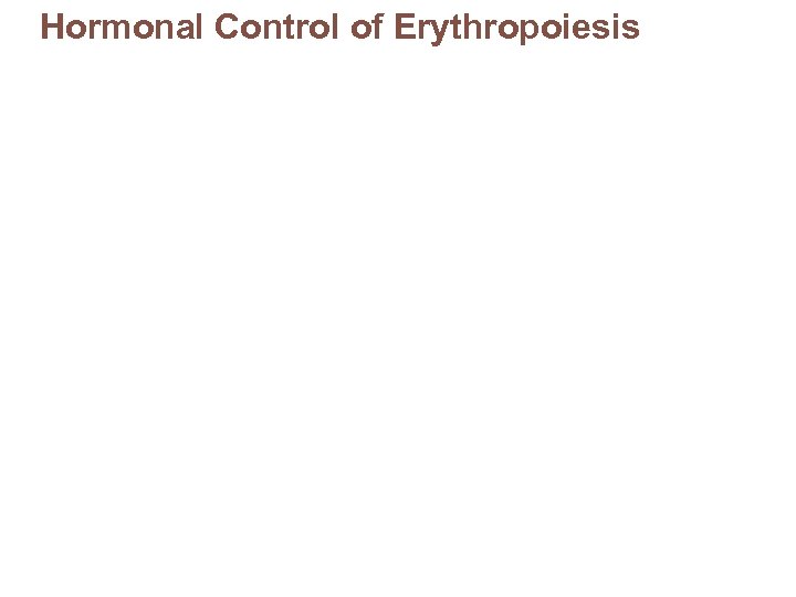 Hormonal Control of Erythropoiesis 