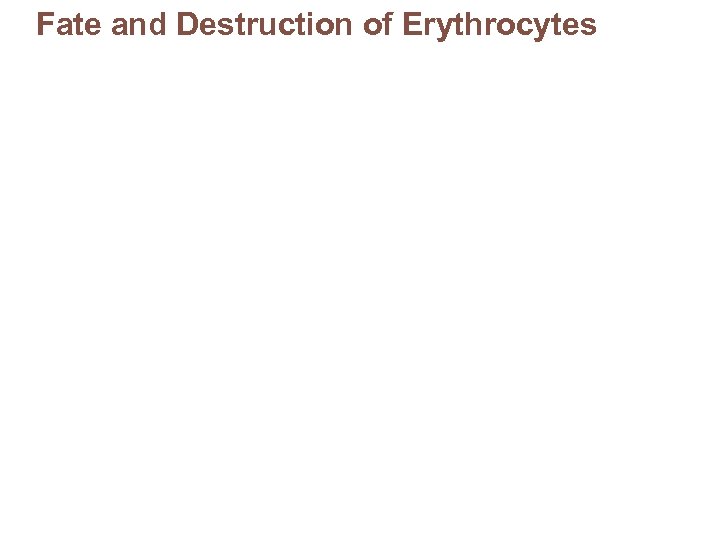 Fate and Destruction of Erythrocytes 