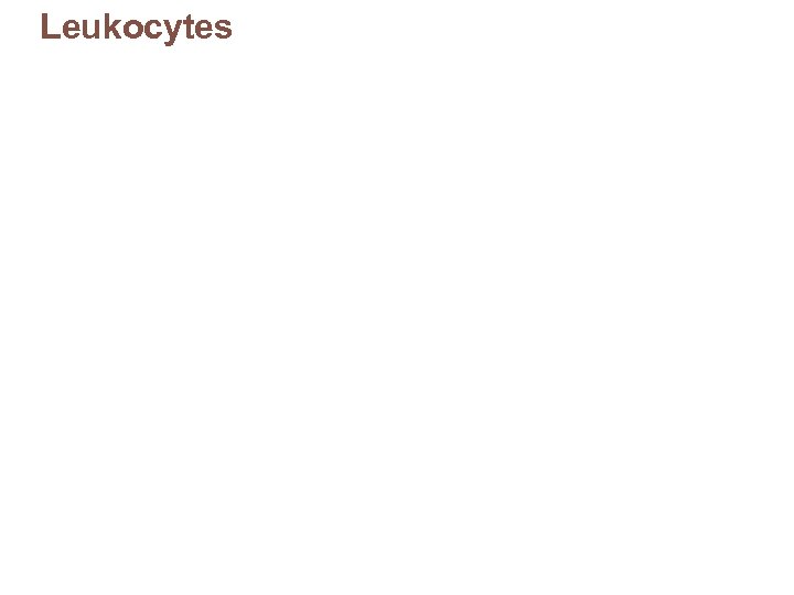 Leukocytes 