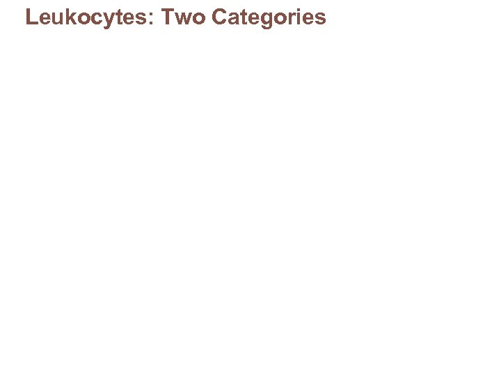 Leukocytes: Two Categories 