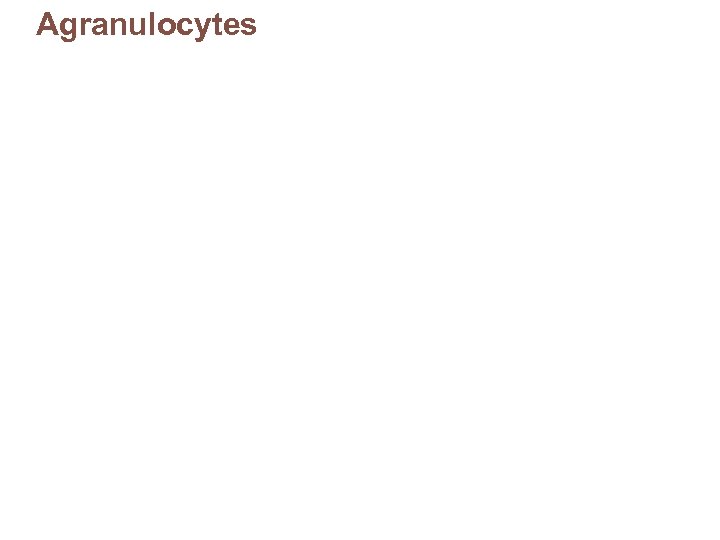 Agranulocytes 