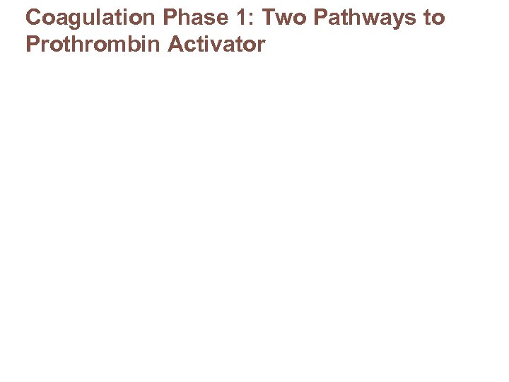 Coagulation Phase 1: Two Pathways to Prothrombin Activator 