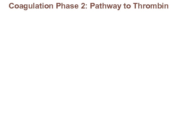 Coagulation Phase 2: Pathway to Thrombin 