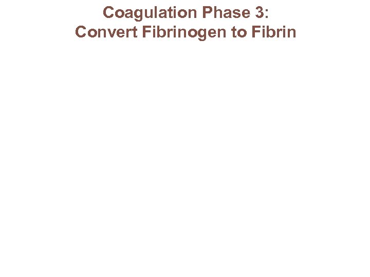 Coagulation Phase 3: Convert Fibrinogen to Fibrin 