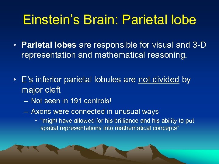 Einstein’s Brain: Parietal lobe • Parietal lobes are responsible for visual and 3 -D