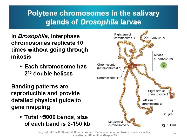 Polytene chromosomes in the salivary glands of Drosophila larvae In Drosophila, interphase chromosomes replicate
