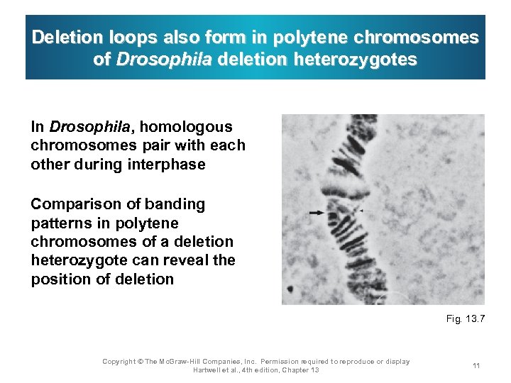 Deletion loops also form in polytene chromosomes of Drosophila deletion heterozygotes In Drosophila, homologous