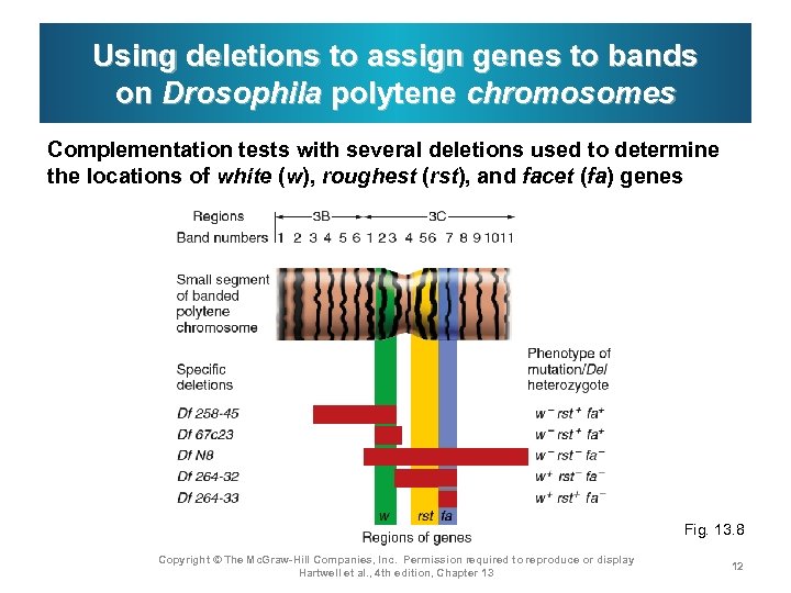 Using deletions to assign genes to bands on Drosophila polytene chromosomes Complementation tests with