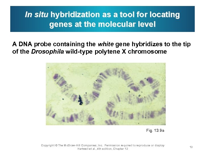 In situ hybridization as a tool for locating genes at the molecular level A