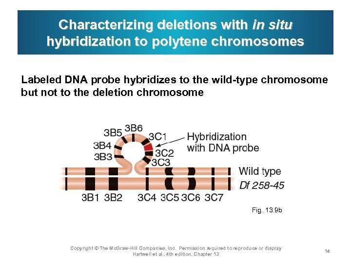 Characterizing deletions with in situ hybridization to polytene chromosomes Labeled DNA probe hybridizes to
