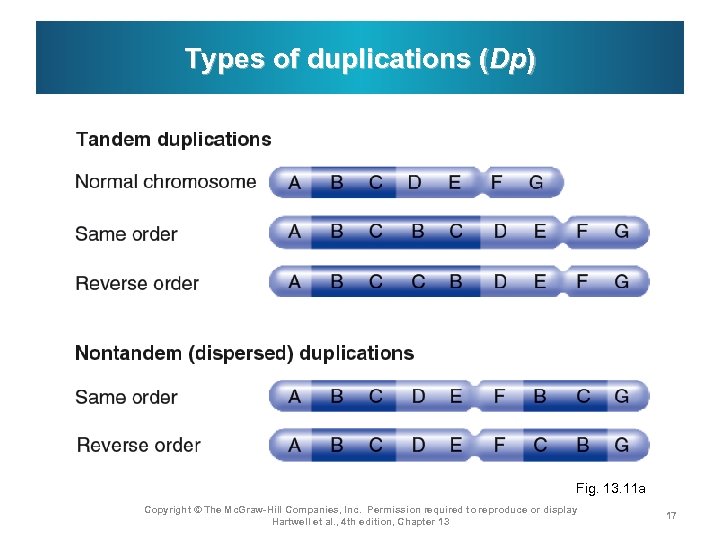 Types of duplications (Dp) Fig. 13. 11 a Copyright © The Mc. Graw-Hill Companies,