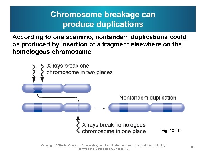 Chromosome breakage can produce duplications According to one scenario, nontandem duplications could be produced
