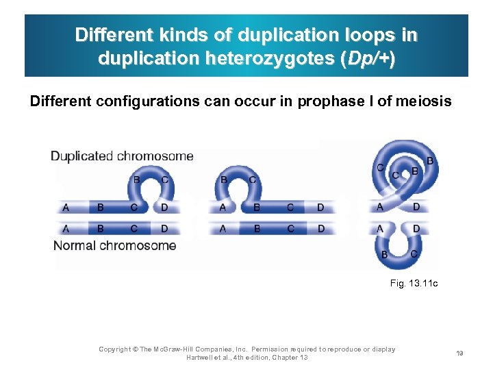 Different kinds of duplication loops in duplication heterozygotes (Dp/+) Different configurations can occur in