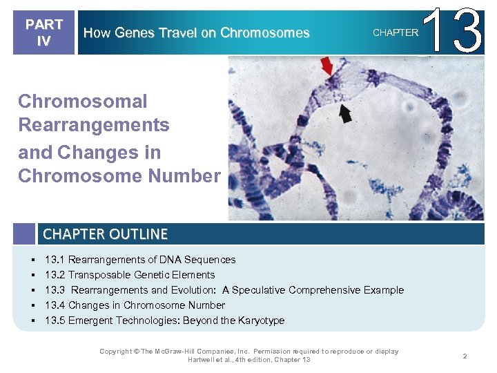 PART IV How Genes Travel on Chromosomes 13 CHAPTER Chromosomal Rearrangements and Changes in