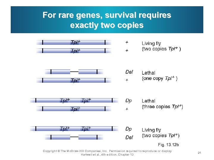 For rare genes, survival requires exactly two copies Fig. 13. 12 b Copyright ©