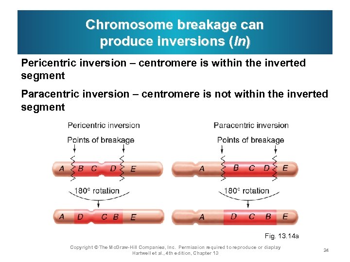 Chromosome breakage can produce inversions (In) Pericentric inversion – centromere is within the inverted