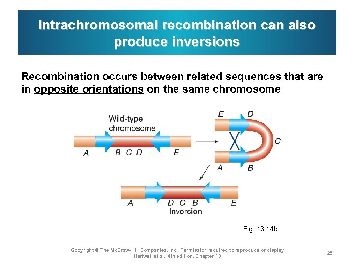 Intrachromosomal recombination can also produce inversions Recombination occurs between related sequences that are in