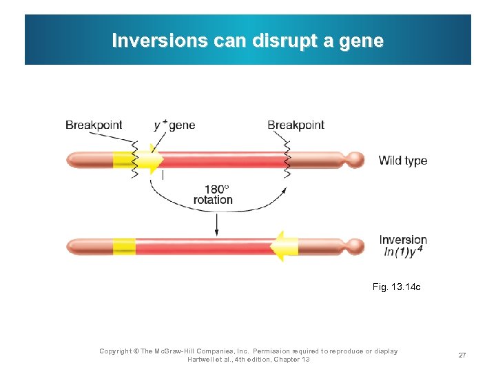 Inversions can disrupt a gene Fig. 13. 14 c Copyright © The Mc. Graw-Hill