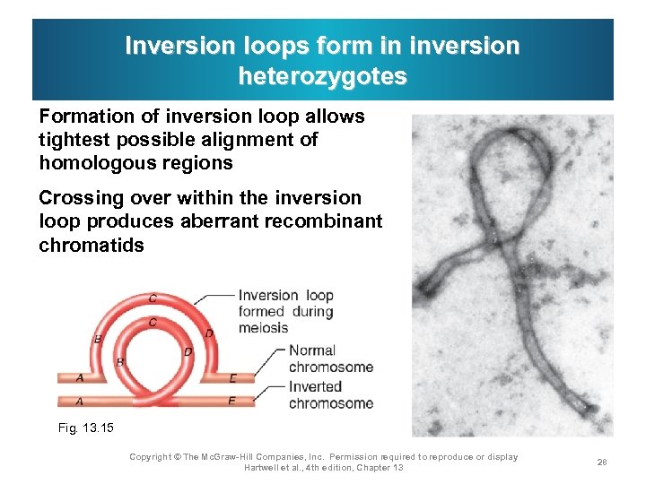 Inversion loops form in inversion heterozygotes Formation of inversion loop allows tightest possible alignment