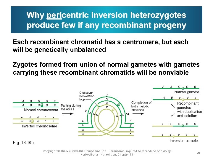 Why pericentric inversion heterozygotes produce few if any recombinant progeny Each recombinant chromatid has