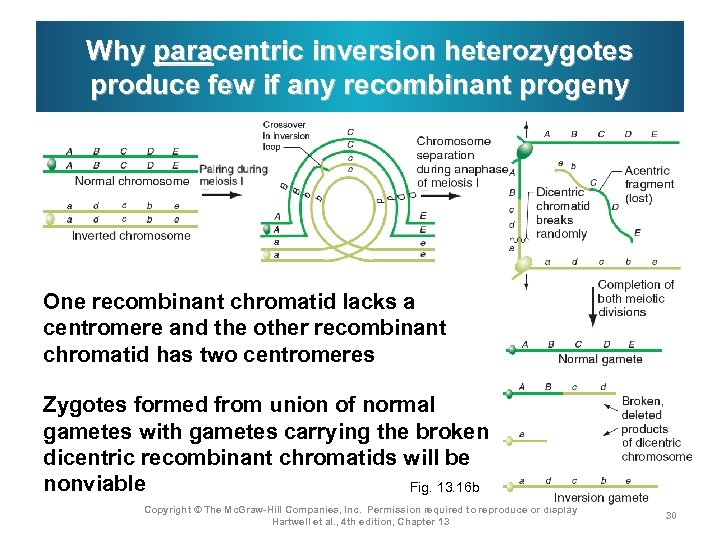Why paracentric inversion heterozygotes produce few if any recombinant progeny One recombinant chromatid lacks