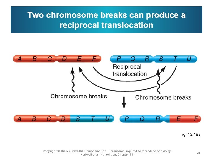 Two chromosome breaks can produce a reciprocal translocation Fig. 13. 18 a Copyright ©