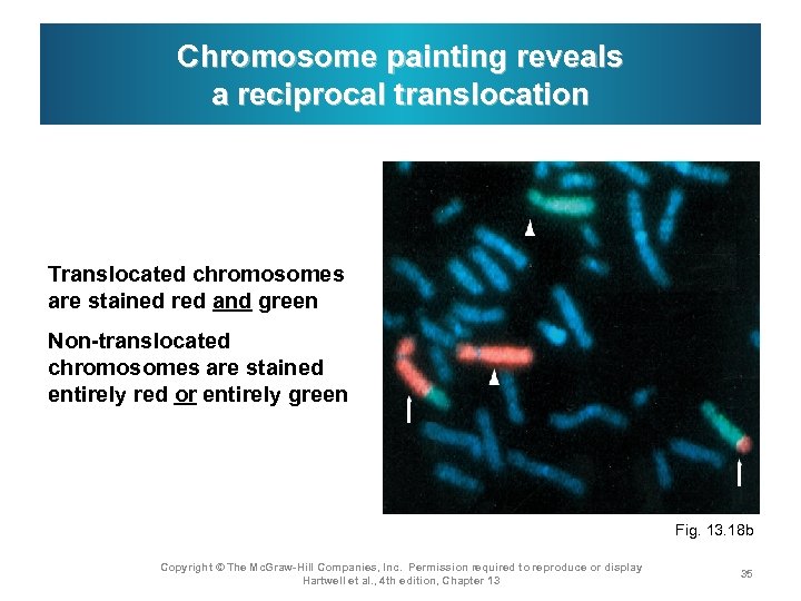 Chromosome painting reveals a reciprocal translocation Translocated chromosomes are stained red and green Non-translocated