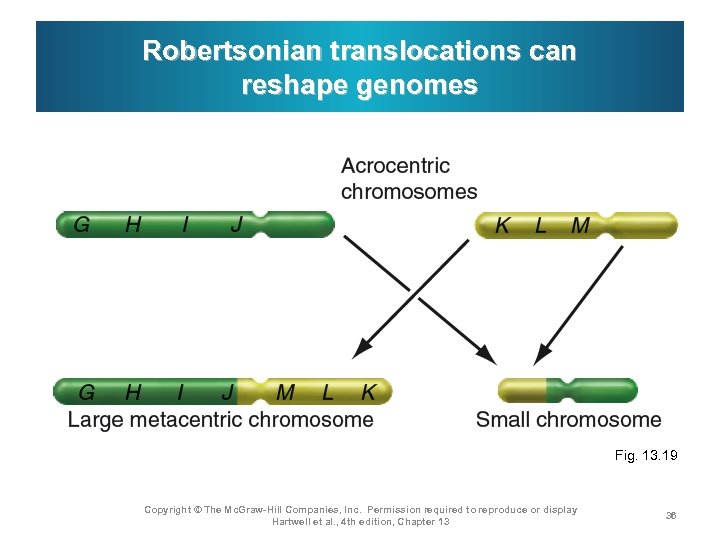 Robertsonian translocations can reshape genomes Fig. 13. 19 Copyright © The Mc. Graw-Hill Companies,