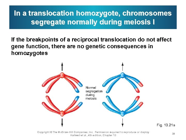 In a translocation homozygote, chromosomes segregate normally during meiosis I If the breakpoints of