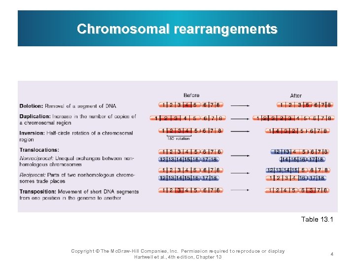 Chromosomal rearrangements Table 13. 1 Copyright © The Mc. Graw-Hill Companies, Inc. Permission required