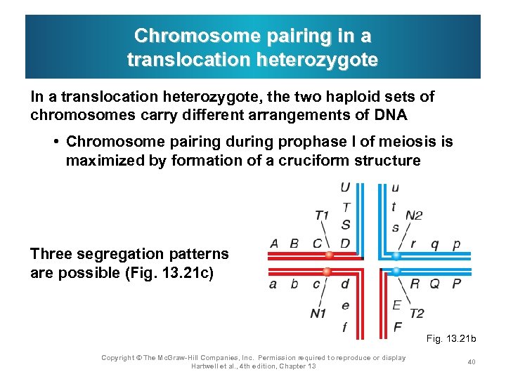 Chromosome pairing in a translocation heterozygote In a translocation heterozygote, the two haploid sets