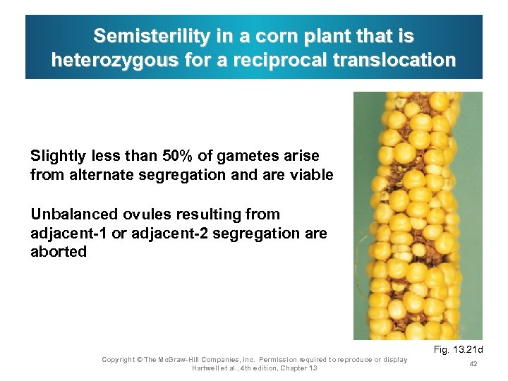 Semisterility in a corn plant that is heterozygous for a reciprocal translocation Slightly less