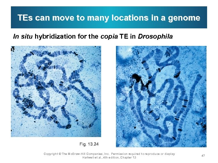 TEs can move to many locations in a genome In situ hybridization for the