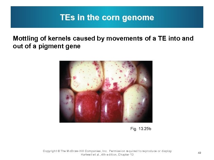 TEs in the corn genome Mottling of kernels caused by movements of a TE