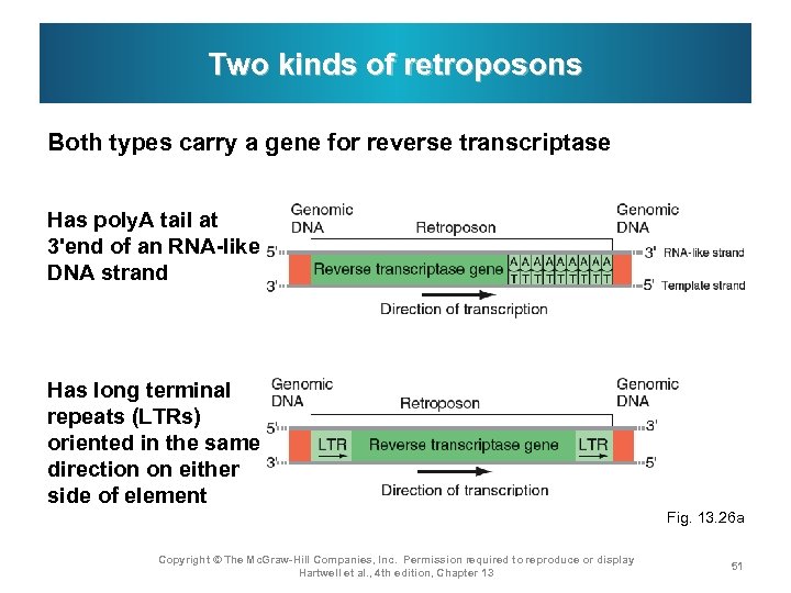 Two kinds of retroposons Both types carry a gene for reverse transcriptase Has poly.