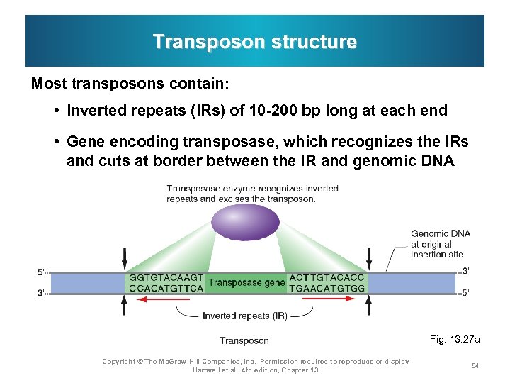 Transposon structure Most transposons contain: • Inverted repeats (IRs) of 10 -200 bp long