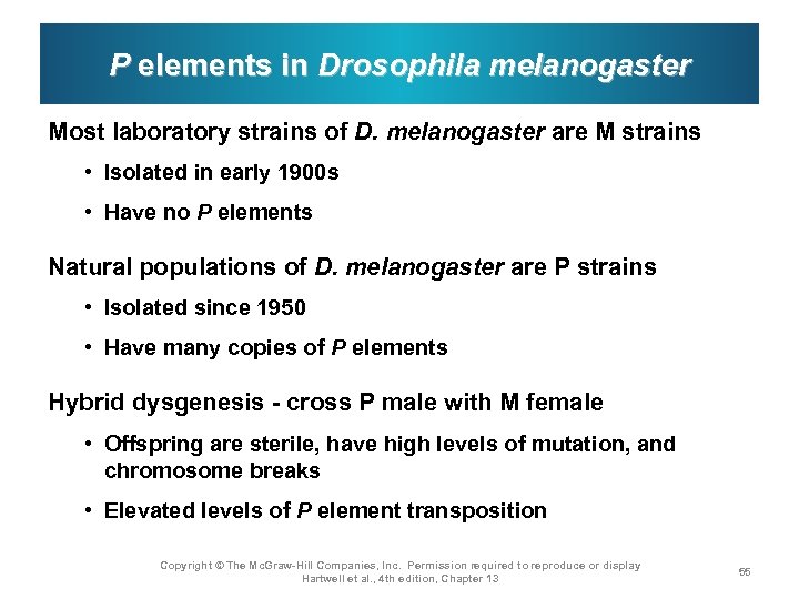 P elements in Drosophila melanogaster Most laboratory strains of D. melanogaster are M strains