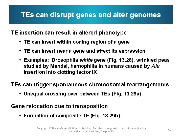 TEs can disrupt genes and alter genomes TE insertion can result in altered phenotype