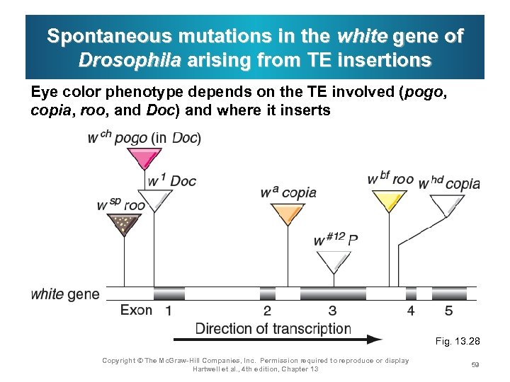 Spontaneous mutations in the white gene of Drosophila arising from TE insertions Eye color