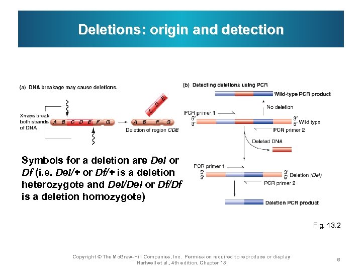 Deletions: origin and detection Symbols for a deletion are Del or Df (i. e.