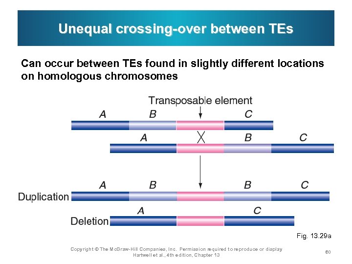 Unequal crossing-over between TEs Can occur between TEs found in slightly different locations on