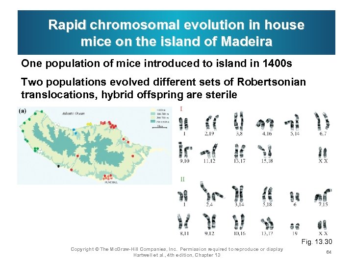 Rapid chromosomal evolution in house mice on the island of Madeira One population of