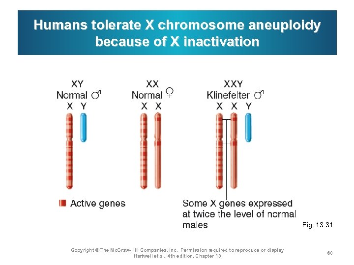 Humans tolerate X chromosome aneuploidy because of X inactivation Fig. 13. 31 Copyright ©
