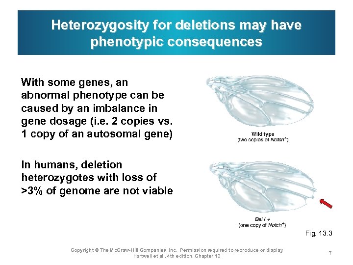 Heterozygosity for deletions may have phenotypic consequences With some genes, an abnormal phenotype can